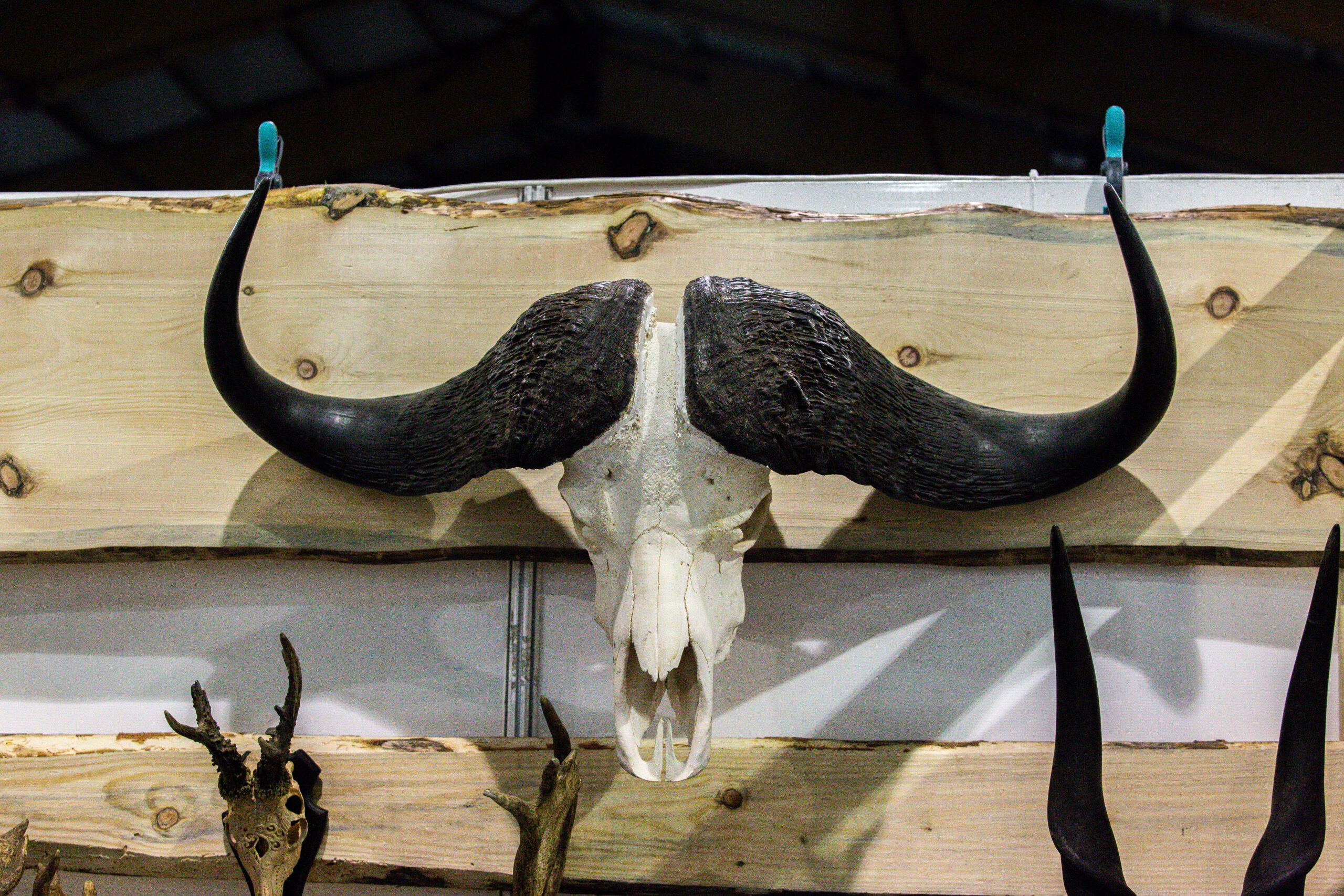 Hunting Moldavia Day 1-29