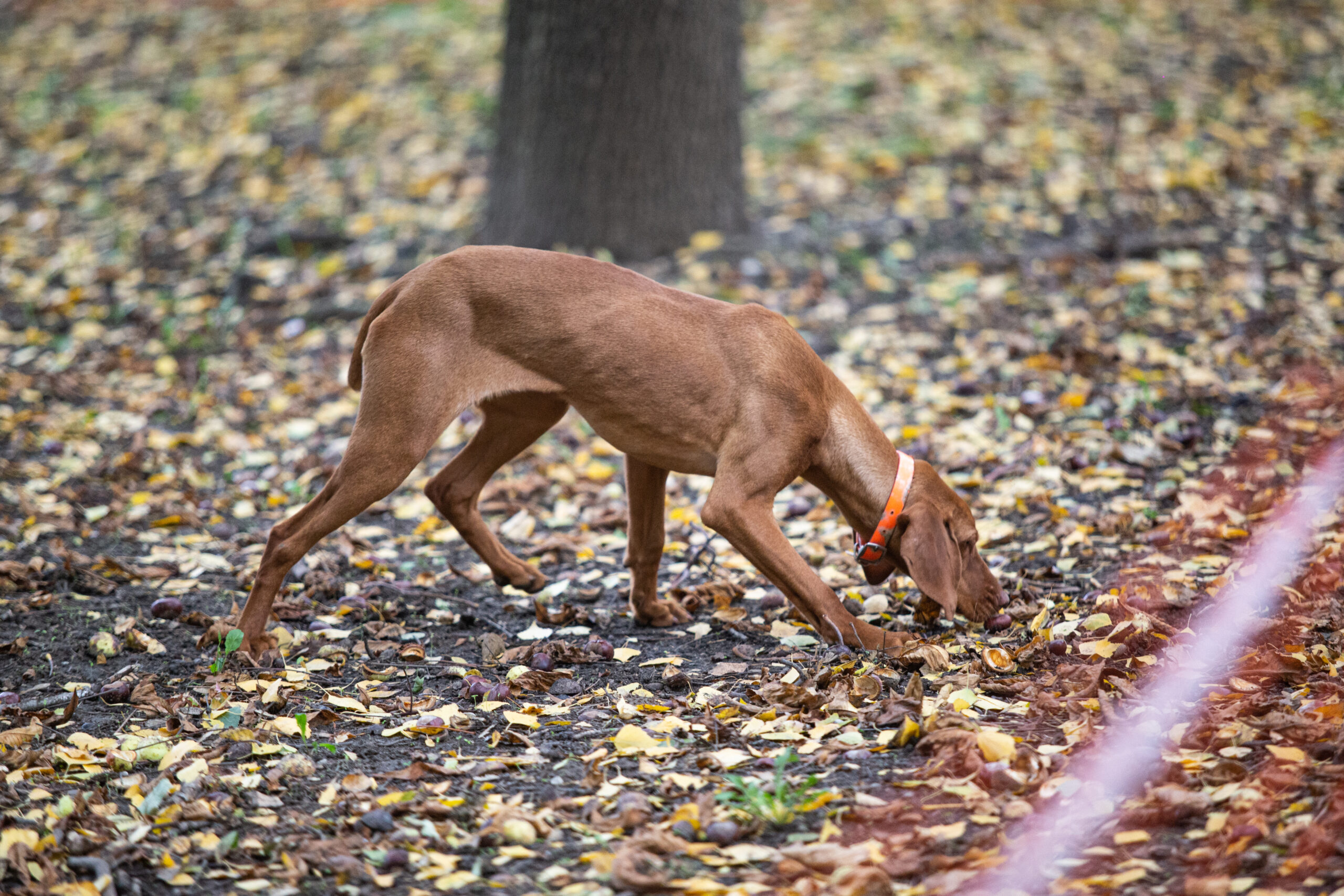 Hunting Moldavia Day 3-100